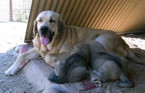 Mastín from Campollano with puppies September 2006
Keywords: campollano 2006