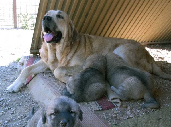 Mastín with puppies from Campollano - September 2006
Keywords: campollano 2006