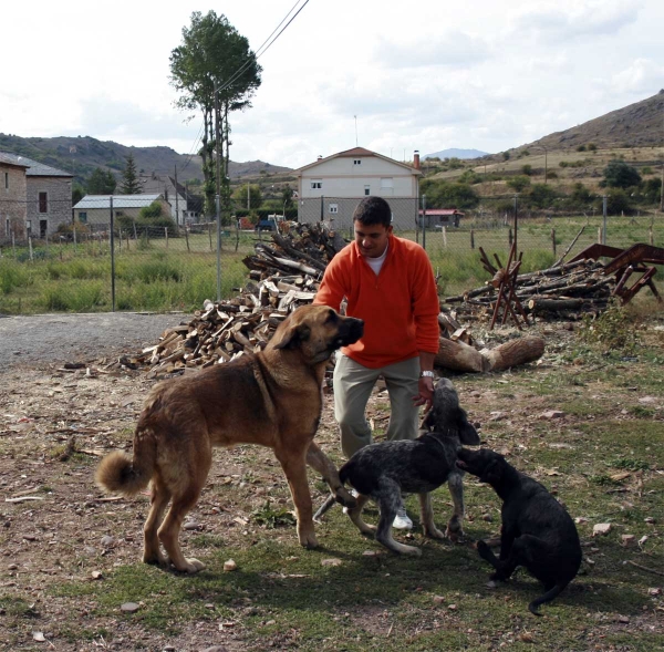 Young mastin in Villafeliz, León 2008
