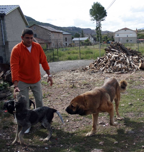 Young mastin in Villafeliz, León 2008
