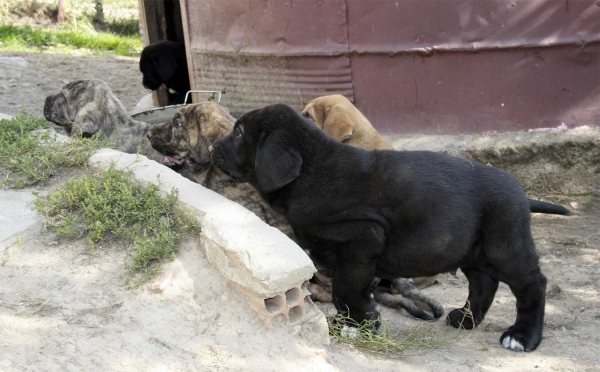 Puppies from 'Buxionte', September 2008
Surco de Fuente Mimbre x Candela de Buxionte
Born: 22.07.2008 
Keywords: buxionte