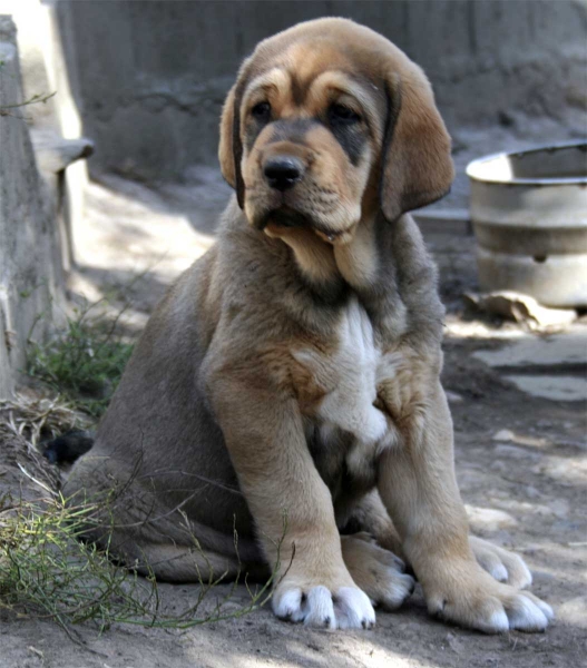 Diana de Buxionte, September 2008
Surco de Fuente Mimbre x Candela de Buxionte
Born: 22.07.2008 
Keywords: leonvera buxionte