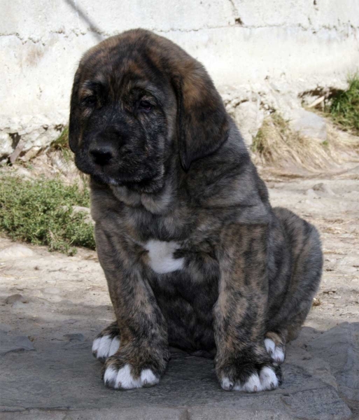 Puppy from Buxionte - September 2008
Surco de Fuente Mimbre x Candela de Buxionte
Born: 22.07.2008 
Keywords: buxionte