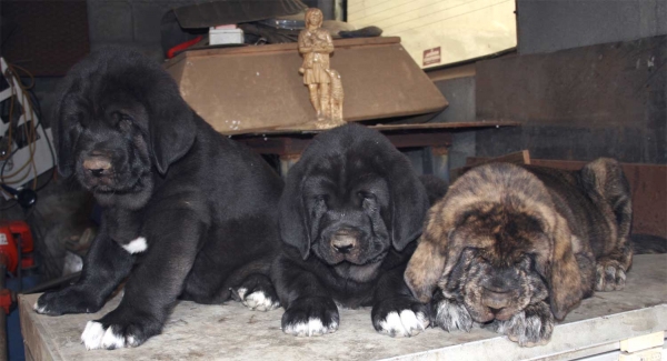 Puppies from Buxionte - September 2008
Surco de Fuente Mimbre x Candela de Buxionte
Born: 22.07.2008 
Keywords: buxionte