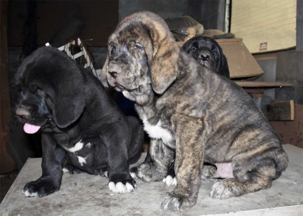 Puppies from Buxionte - September 2008
Surco de Fuente Mimbre x Candela de Buxionte
Born: 22.07.2008 
Keywords: buxionte