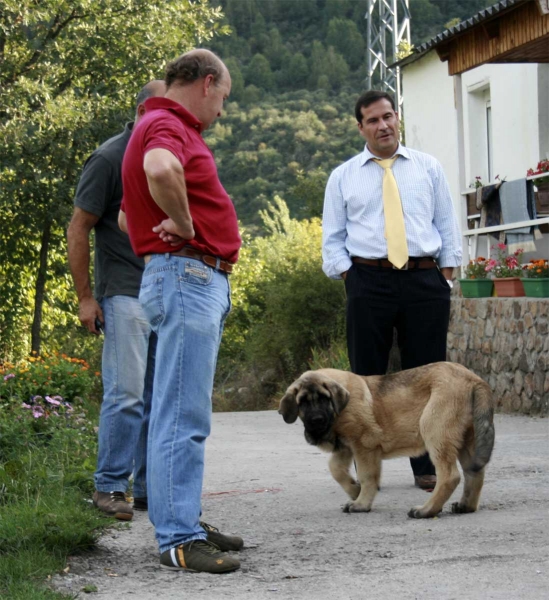 Puppy in´Villablino, León 2008
