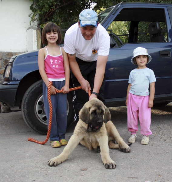 Puppy in´Villablino, León 2008
