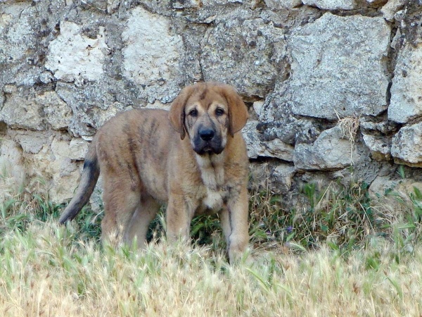 Macario de Fuente Mimbre 70 días
Bianco de Tierra del Orbigo X Perola de Pizarra
Keywords: puppyspain