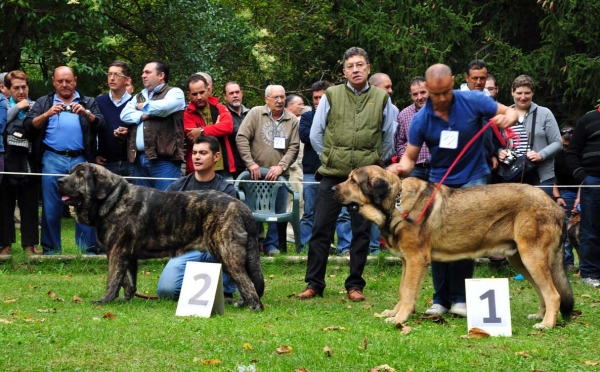 RING Young Males - Barrios de Luna 11.09.2011
Keywords: 2011