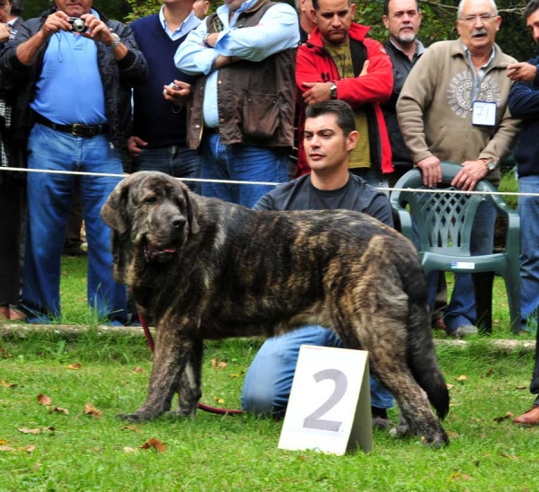 Gilbo de Ablanera: 2nd Young Males, Barrios de Luna 11.09.2011
Keywords: 2011