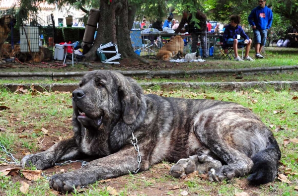 Gilbo de Ablanera: 2nd Young Males - Barrios de Luna 11.09.2011
Keywords: 2011