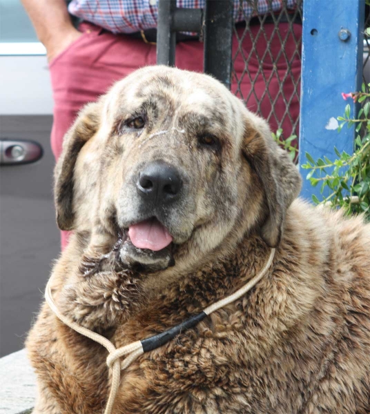 Outside the ring - Luarca, Asturias, Spain (AEPME), 21.07.2012
Anahtar kelimeler: 2012 head portrait cabeza