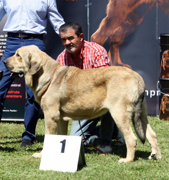 Bolivar de Galisancho: EXC 1 - Ring Best Young - Veguellina de Órbigo 23.07.2011
Keywords: 2011 duelos