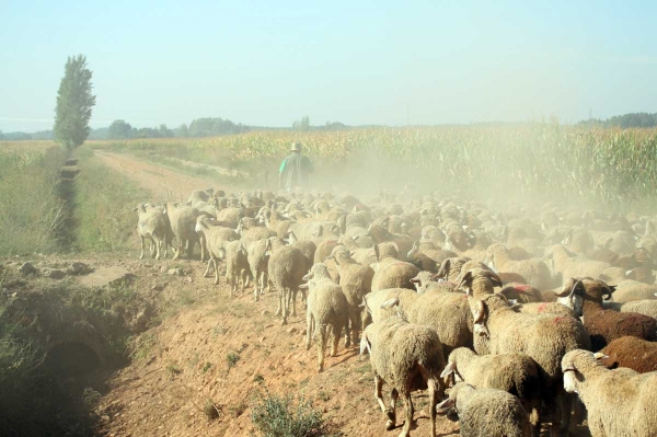 Mastines and sheep from Abelgas - September 2009
Keywords: flock abelgas