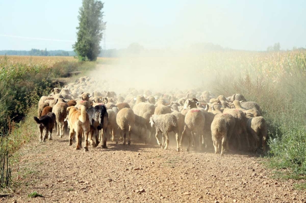 Mastines and sheep from Abelgas - September 2009
Keywords: flock abelgas