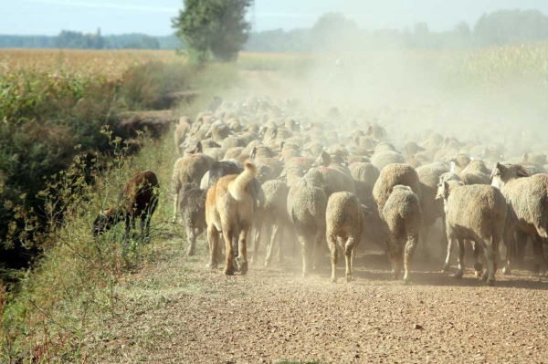 Mastines and sheep from Abelgas - September 2009
Keywords: flock abelgas