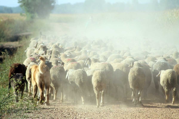 Mastines and sheep from Abelgas - September 2009
Keywords: flock abelgas