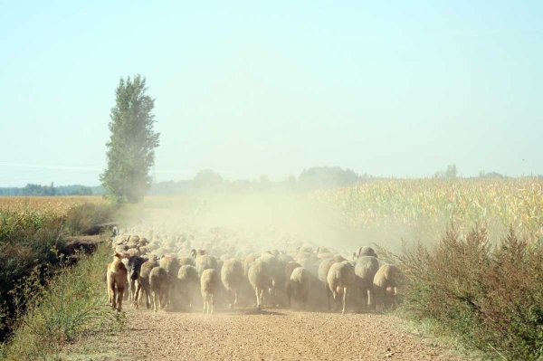 Mastines and sheep from Abelgas - September 2009
Keywords: flock abelgas