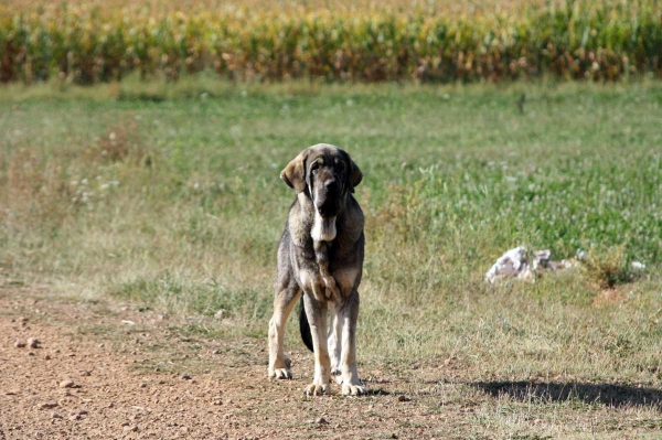 Mastines and sheep from Abelgas - September 2009
Keywords: flock abelgas