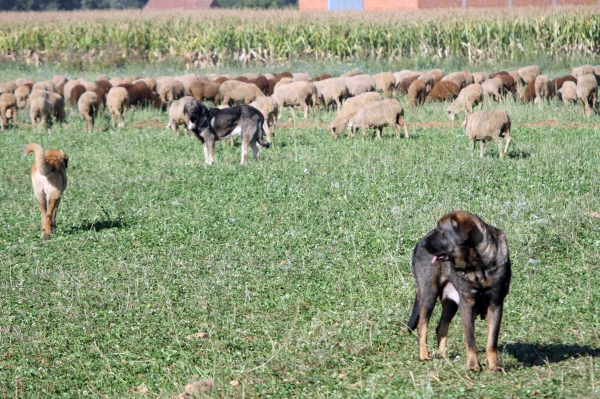 Mastines and sheep from Abelgas - September 2009
Keywords: flock abelgas