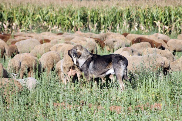 Mastines and sheep from Abelgas - September 2009
Keywords: flock abelgas