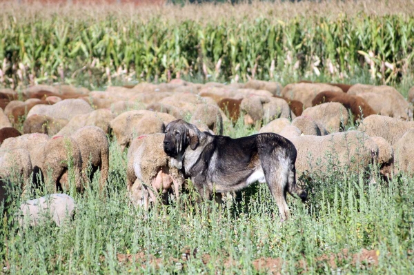 Mastines and sheep from Abelgas - September 2009
Keywords: flock abelgas