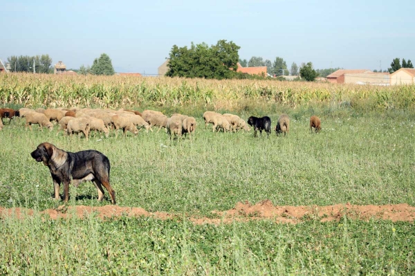 Mastines and sheep from Abelgas - September 2009
Keywords: flock abelgas