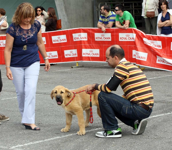 Enol de Tierra de Órbigo - Young Puppy Class Males - Pola de Siero 16.07.2011 
Keywords: 2011