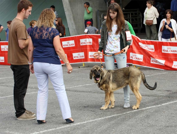 Caton: MB 2 - Young Puppy Class Males, Pola de Siero 16.07.2011 
Keywords: 2011