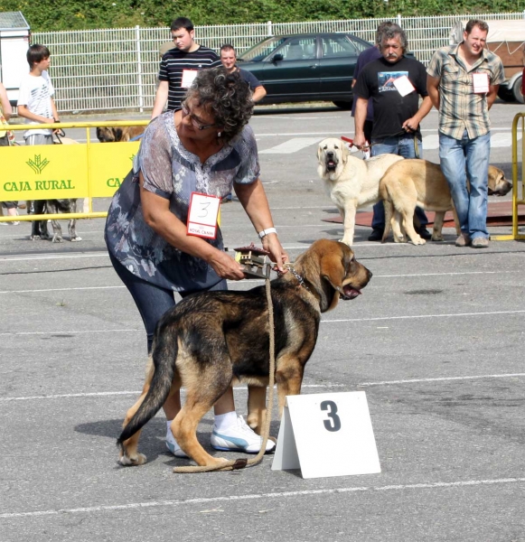 Bandido de Fuente Mimbre: MB 3 - Young Puppy Class Males, Pola de Siero 16.07.2011 
Keywords: 2011 fontexunquera