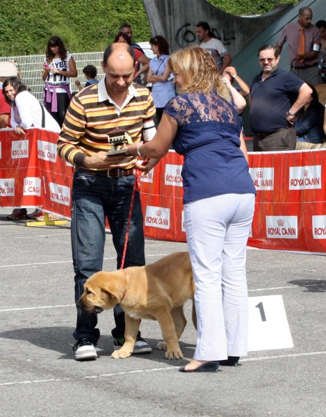 Enol de Tierra de Órbigo: MB 1 - Young Puppy Class Males, Pola de Siero 16.07.2011 
Keywords: 2011