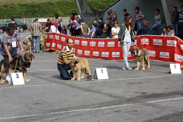 Bandido de Fuente Mimbre: MB 3 , Enol de Tierra de Órbigo: MB 1, Caton: MB 2 - Ring Young Puppy Class Males - Pola de Siero 16.07.2011 
Keywords: 2011