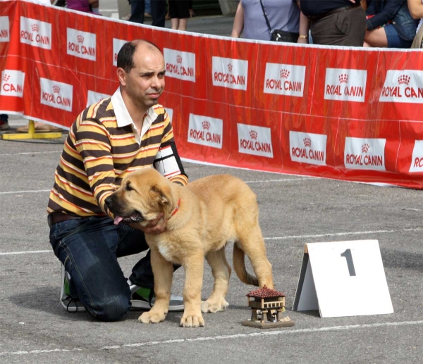 Enol de Tierra de Órbigo: MB 1 - Young Puppy Class Males, Pola de Siero 16.07.2011 
Keywords: 2011