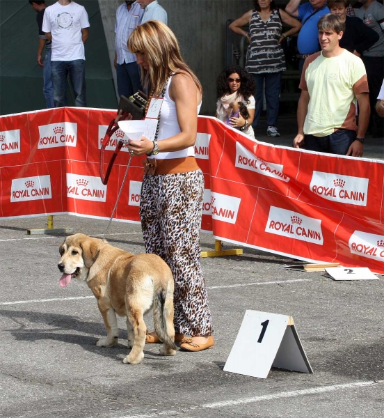 Kanara de Babia: MB 1 - Young Puppy Class Females, Pola de Siero 16.07.2011 
Keywords: 2011