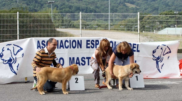 Enol de Tierra de Órbigo: MB 2, Kanara de Babia: MB 1 - RING Best Young Puppy - Pola de Siero 16.07.2011 
Keywords: 2011