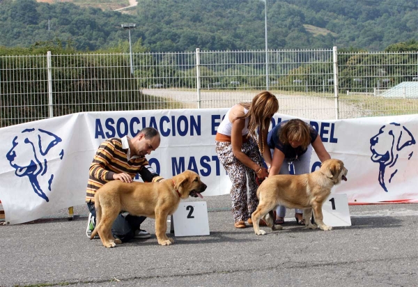 Enol de Tierra de Órbigo: MB 2, Kanara de Babia: MB 1 - RING Best Young Puppy - Pola de Siero 16.07.2011 
Keywords: 2011