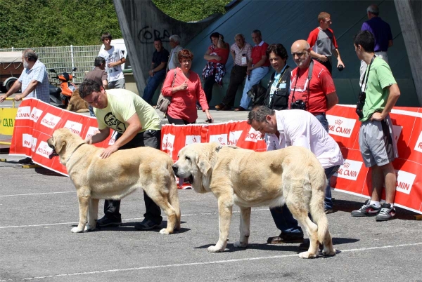 Bohemia de Hazas de Cesto: EXC 1, Clavijo de los Montes Pravianos: EXC 2  - RING Best Young, Pola de Siero 16.07.2011
Keywords: 2011