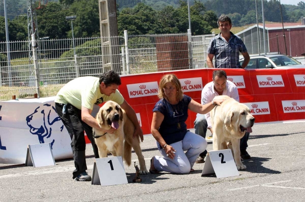 Bohemia de Hazas de Cesto: EXC 1, Clavijo de los Montes Pravianos: EXC 2  - RING Best Young, Pola de Siero 16.07.2011
Keywords: 2011