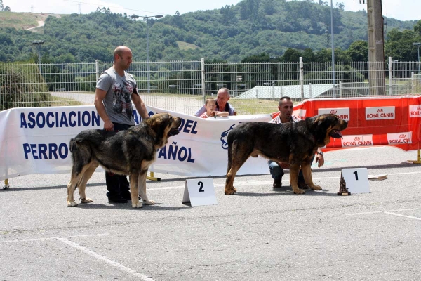 Tango de Filandón: EXC 2, Apolo de los Piscardos: EXC 1 - Ring Best Male - Pola de Siero 16.07.2011


Keywords: 2011