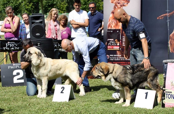 Pegaso de Bao la Madera: MB 2, Bruma de Filandón: MB 1 - Ring Best Puppy - Veguellina de Órbigo 23.07.2011
Keywords: 2011