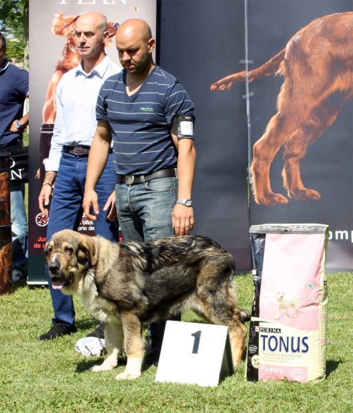 Bruma de Filandón: MB 1 - Best Puppy - Veguellina de Órbigo 23.07.2011
Keywords: 2011 filandon