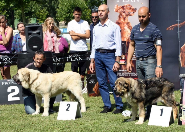 Pegaso de Bao la Madera: MB 2, Bruma de Filandón: MB 1 - Ring Best Puppy - Veguellina de Órbigo 23.07.2011
Keywords: 2011