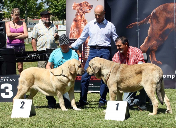 Bohemia de Hazas de Cesto: EXC 2, Bolivar de Galisancho: EXC 1 - Ring Best Young - Veguellina de Órbigo 23.07.2011
Keywords: 2011