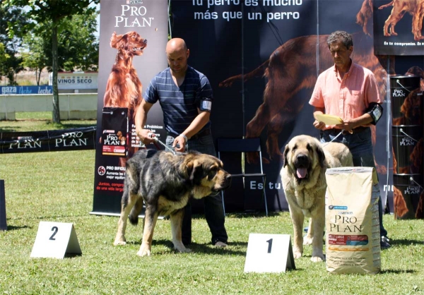 Watson de Dancá Cotufa: EXC 2, Pando de Galisancho: EXC 1 - RING Best Male - Veguellina de Órbigo 23.07.2011
Keywords: 2011