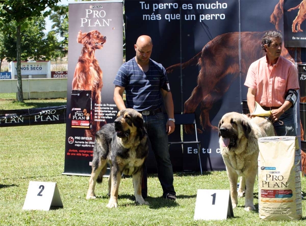 Watson de Dancá Cotufa: EXC 2, Pando de Galisancho: EXC 1 - RING Best Male - Veguellina de Órbigo 23.07.2011
Keywords: 2011