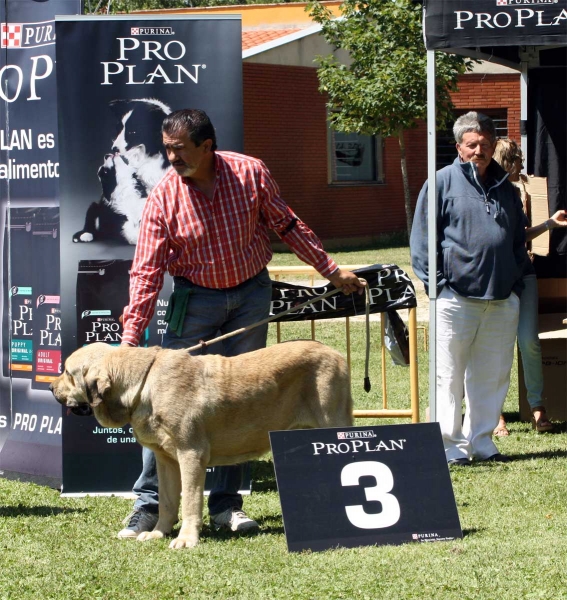 Bolivar de Galisancho: EXC 3 - Ring BIS, Veguellina de Órbigo 23.07.2011
Keywords: 2011 duelos