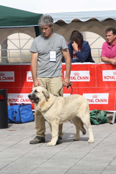 Mencia de la Masamproy: VG 6 - Puppy Females - Luarca, Asturias, Spain (AEPME), 21.07.2012
Keywords: masamproy 2012