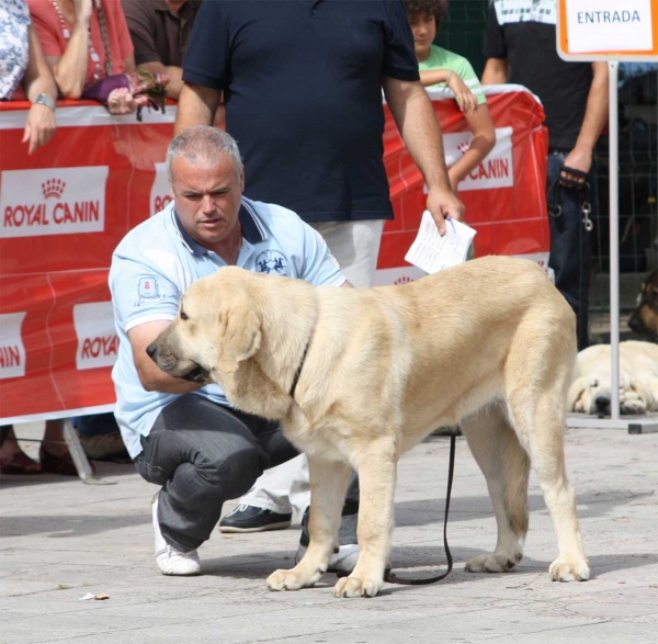 Luna II de Valle de Pisueño: VG 4 - Puppy Females - Luarca, Asturias, Spain (AEPME), 21.07.2012
Keywords: 2012