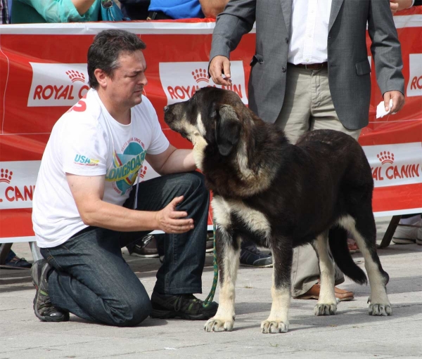 Eboli de Tierra de Órbigo: VG 1, Best Puppy - Puppy Females - Luarca, Asturias, Spain (AEPME), 21.07.2012
Keywords: 2012