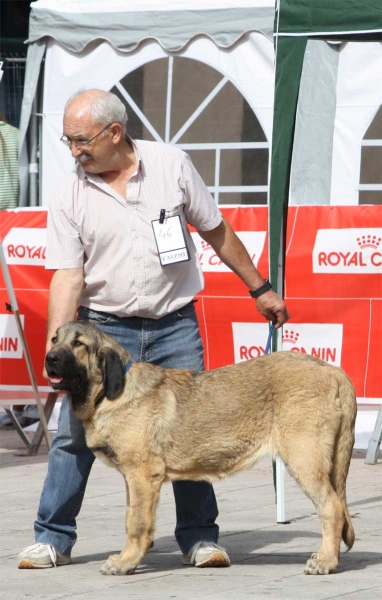 Peca de Autocan: VG 2 - Puppy Females - Luarca, Asturias, Spain (AEPME), 21.07.2012
Keywords: 2012